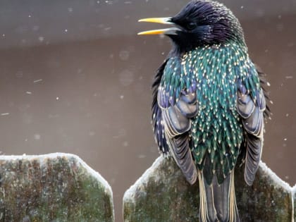 Птичий вопрос. Почему барнаульский аэропорт судится с антимонопольщиками