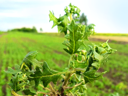 Очаг распространения карантинного паслена трехцветкового в Алтайском крае подтвердили специалисты ФГБУ «Центр оценки качества зерна»