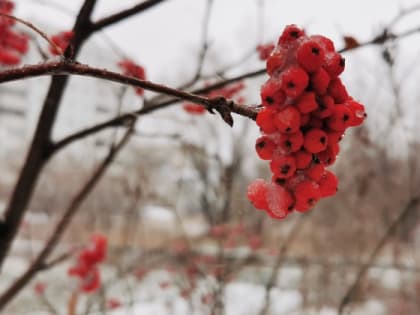 Немного потеплеет: прогноз погоды в Рубцовске на неделю