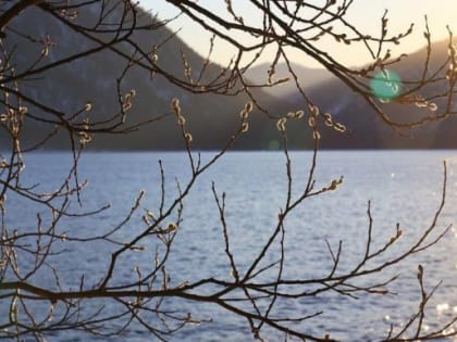 Верба распустилась в Алтайском заповеднике, на побережье Телецкого озера