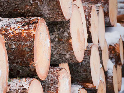 В Алтайском крае для участников специальной военной операции введено внеочередное предоставление деловой древесины