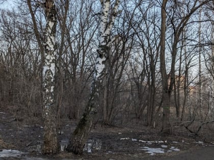 238 деревьев снесут в бывшем парке имени Ленина при благоустройстве в 2024 году