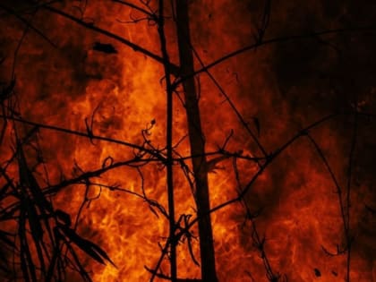 В Михайловском районе ликвидировали крупный лесной пожар