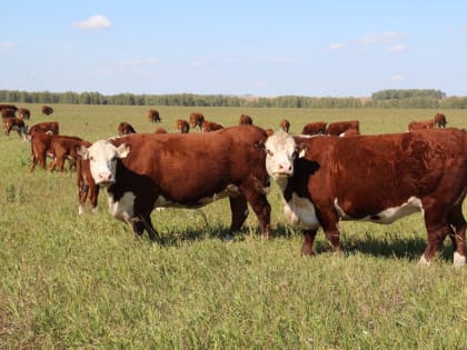 Пакет изменений в области племенного животноводства и селекции внесен в повестку АКЗС