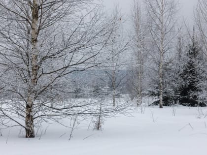 Местами снег и метели: погода в Алтайском крае и Рубцовске 26 января