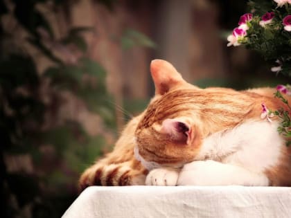 Медики выяснили, чем опасны недосып и нерегулярный режим сна