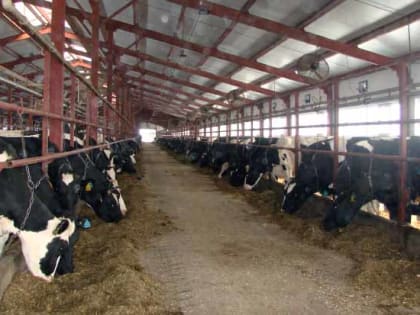 В Алтайском крае определены хозяйства — лидеры по продуктивности коров