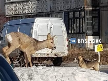 В Бийске рядом с торговым центром заметили раненую косулю