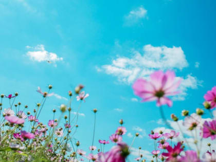 До +27: о погоде в Алтайском крае 21 июня