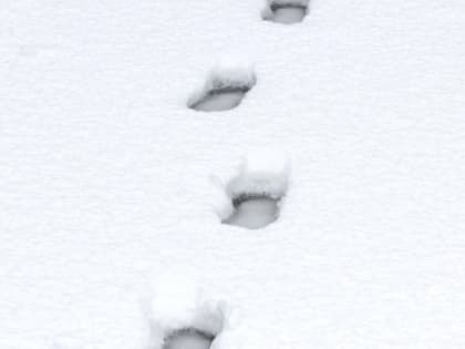 Стали известны новые детали гибели 16-летнего подростка в Алтайском крае