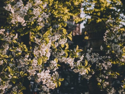 Алтайский край новую неделю встретит перепадами от -2 до +24 градусов