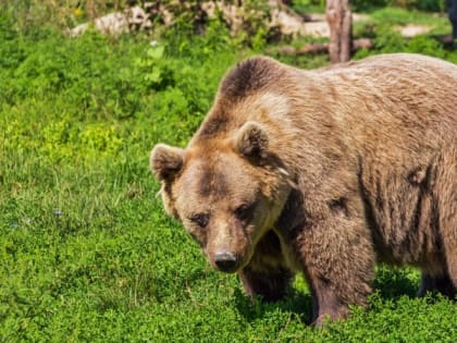 Дикие звери мигрируют в леса Алтайского края из-за пожаров в Сибири