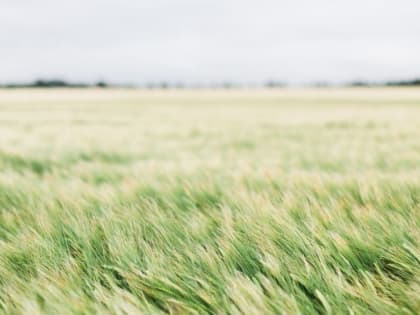 До +20: о погоде в Алтайском крае 27 мая