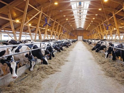 Аграрии Алтайского края получат гранты на развитие животноводческих ферм