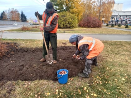 В Барнауле началась посадка тюльпанов на главных улицах города