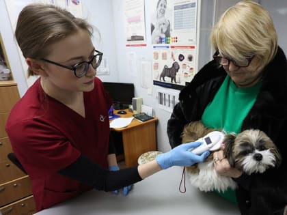 1 января в Алтайском крае стала обязательной процедура регистрации и чипирования собак