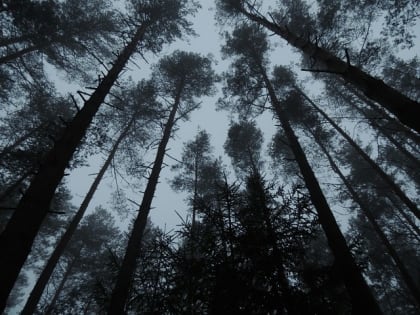 В лесах Заринского района  все чаще теряются люди.