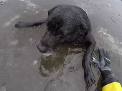 Видео: жители Камня восхищаются неизвестным, спасшим собаку на озере Рица