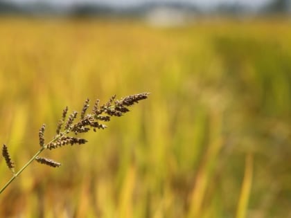 До +29: о погоде в Алтайском крае 28 июля