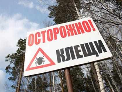 Почти тысяча жителей Алтайского края пострадала за неделю от укусов клещей
