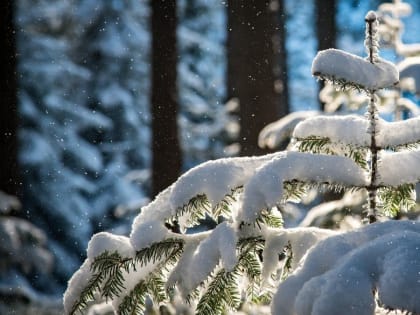 Тепло до +3 градусов придет 21 февраля в Алтайский край