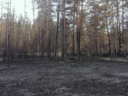 Какая судьба ждёт сгоревший лес в двух лесничествах Егорьевского района?
