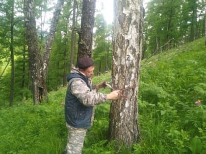 Проведены регулярные наземные наблюдения в лесах Шебалинского лесничества Республики Алтай