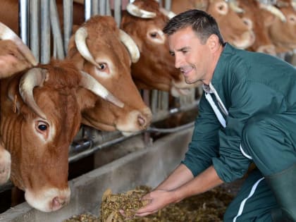 Россельхозбанк на 39% увеличил поддержку алтайских аграриев с начала года