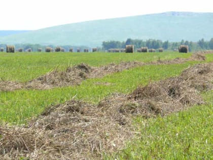 Свыше 110 тысяч тонн кормов заготовили аграрии Алтайского края