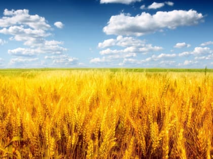 Названы районы-лидеры Алтайского края по производству зерна в 2023 году