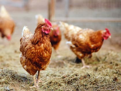 Осторожно, грипп птиц