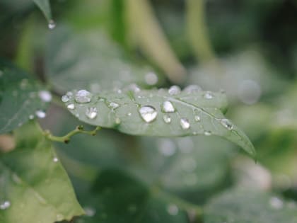 Небольшие дожди с грозами и жара до +30 пришли в Алтайский край 25 июля