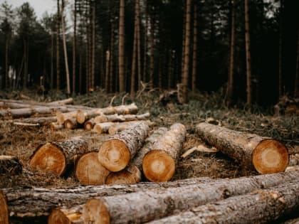 Житель Рубцовска отделался условкой за помощь в контрабанде леса