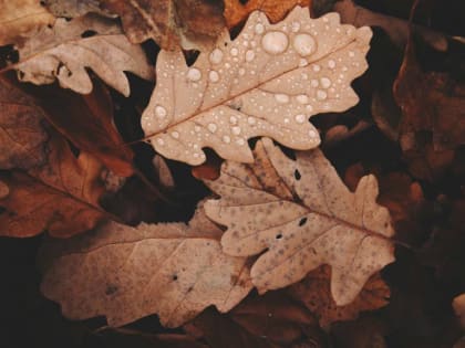 Дождливый понедельник в Алтайском крае