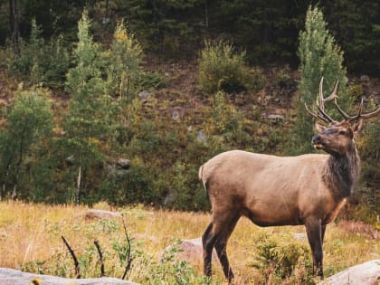 В минприроды края рассказали, сколько лосей страдает от ДТП на алтайских трассах