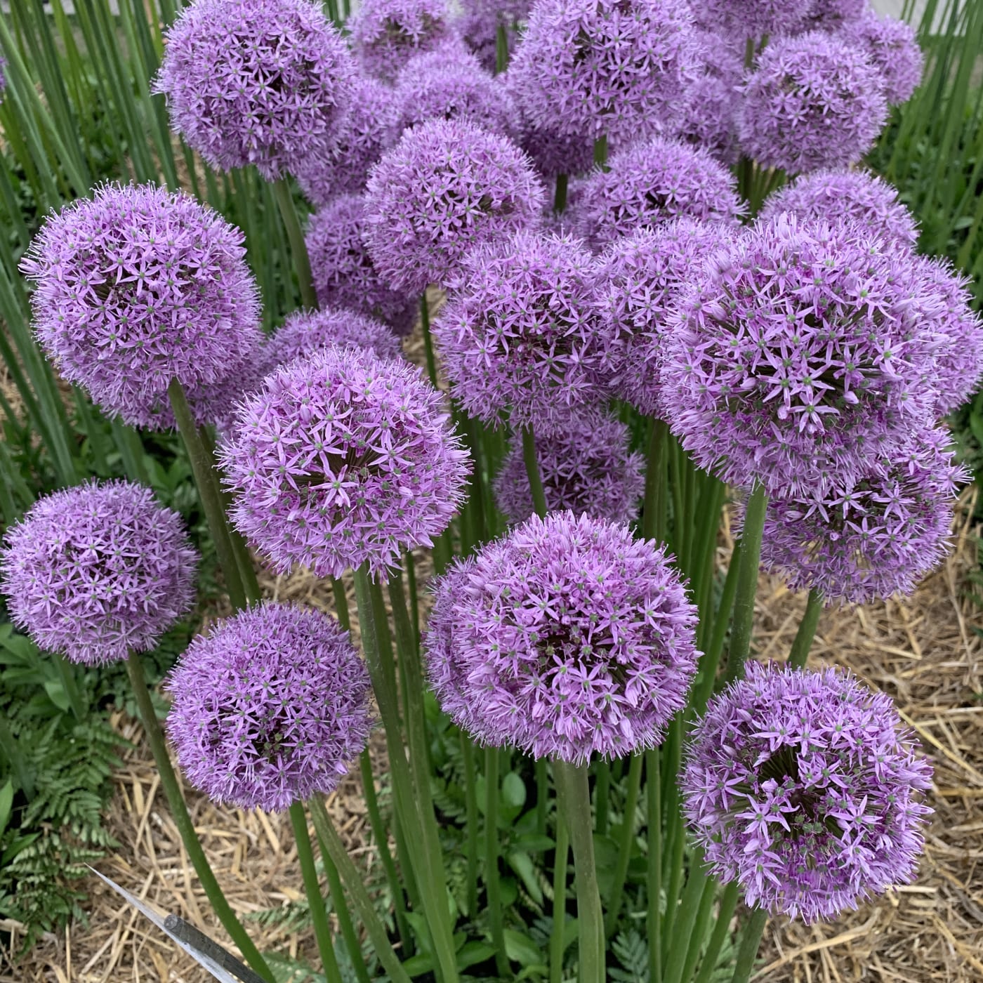 Lush herb garden in bloom