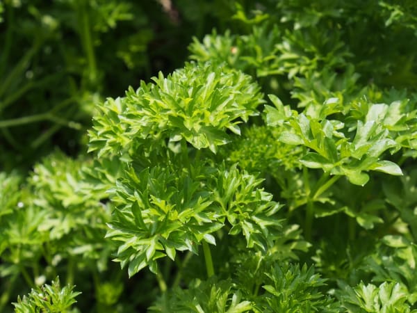 Fresh herbs growing