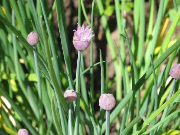 Garden planting close-up