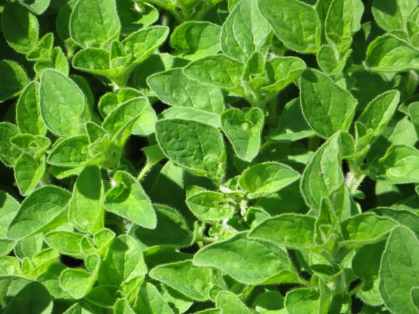 Herbs growing in sunlight