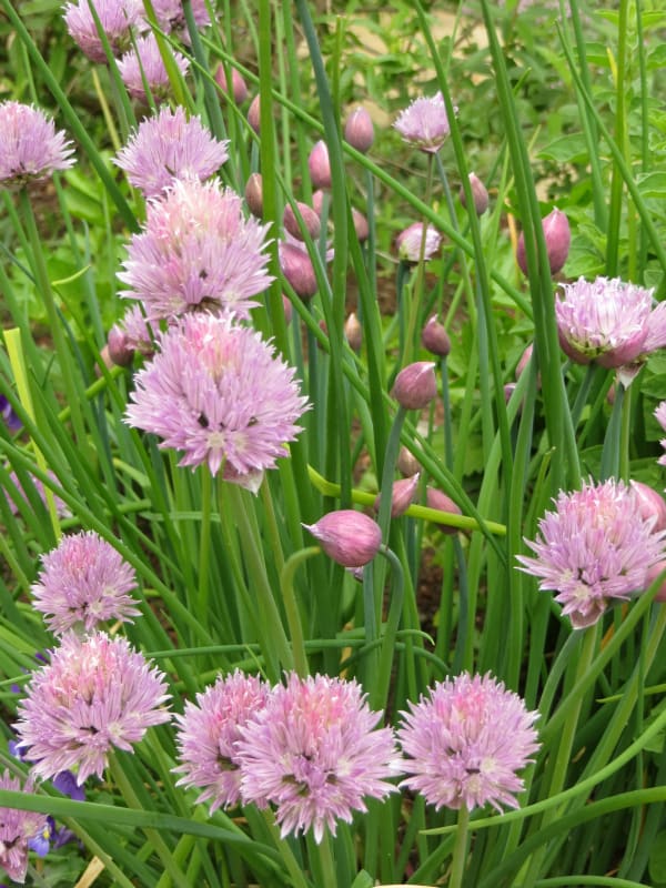 Garden planting