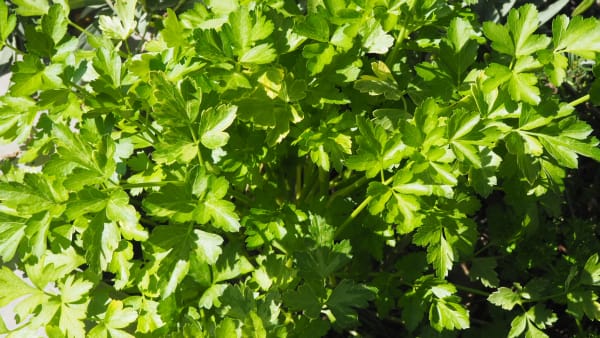 Flat-leaf parsley