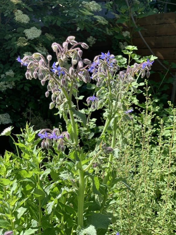 Borage with blue flowers
