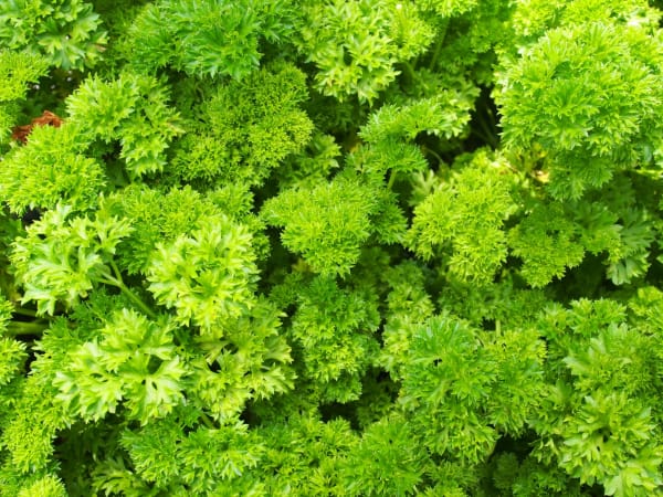 Curly parsley