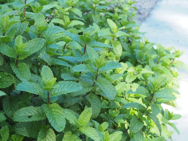 Herb garden in season