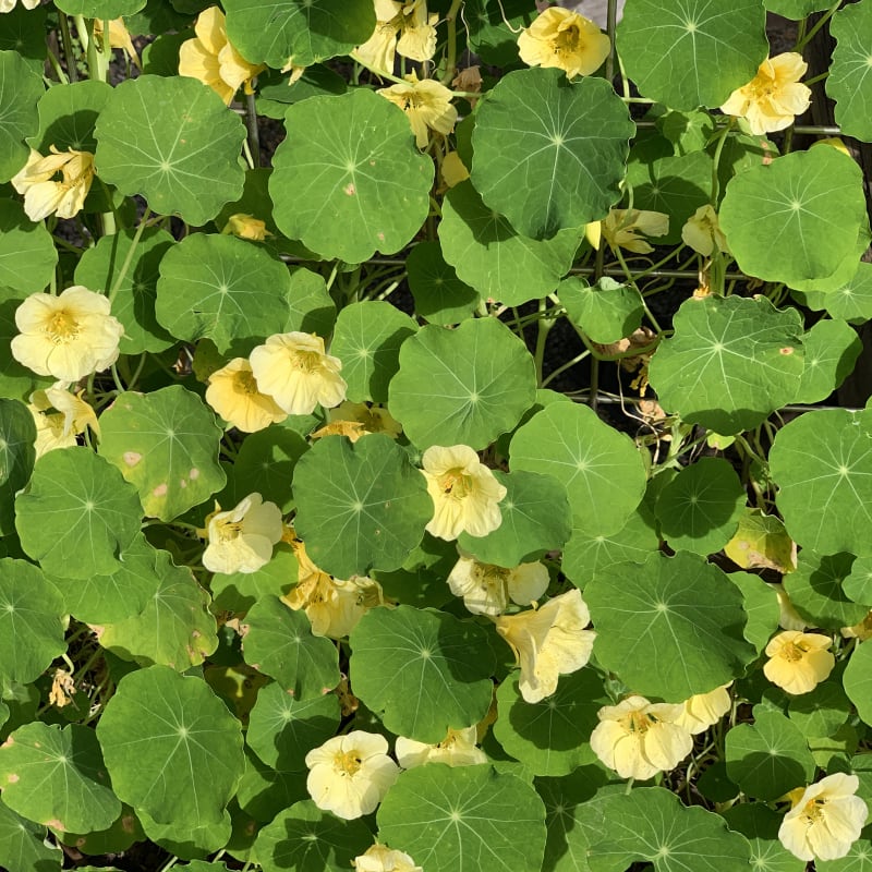 Outdoor herb garden with nasturtiums