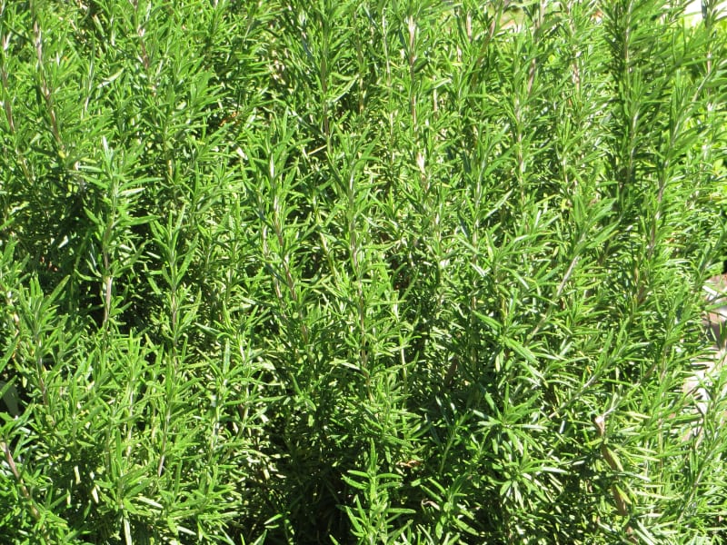 Herb garden detail