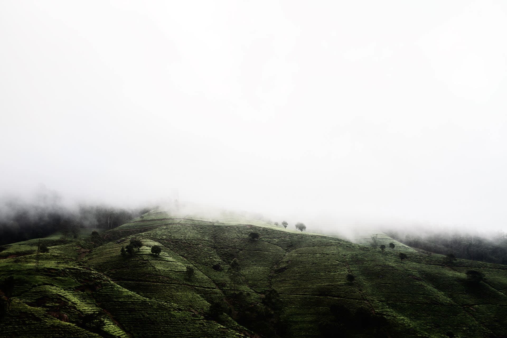 Tea Country