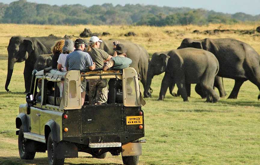 Elephant at Yala National Park