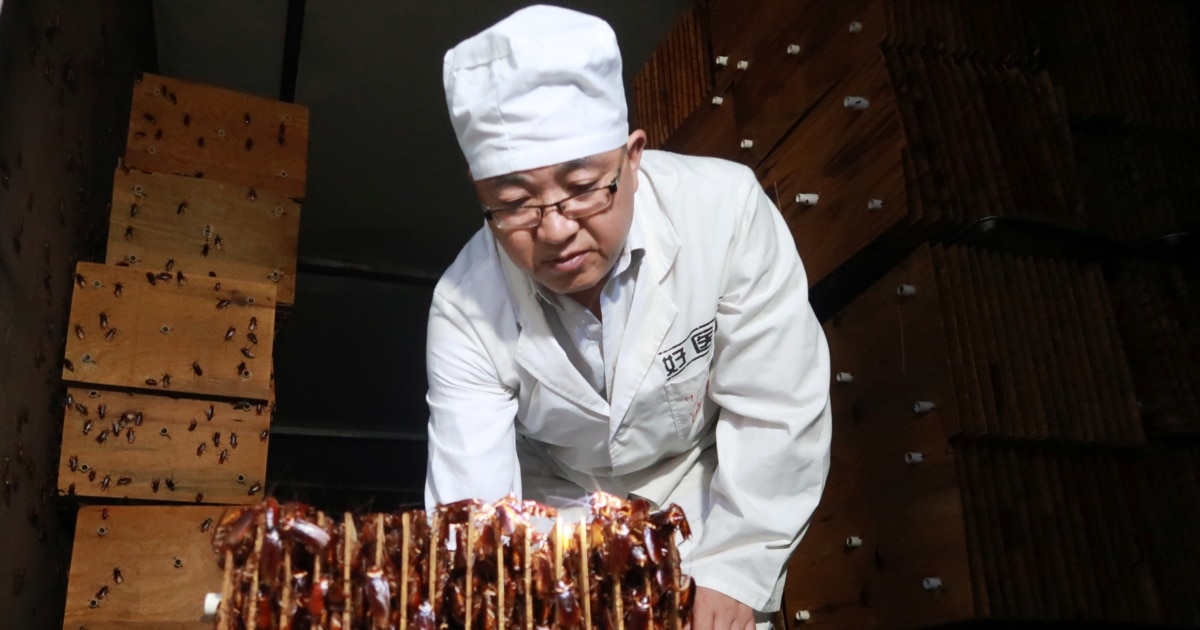 The Farm Breeding Six Billion Cockroaches a Year for Medicine