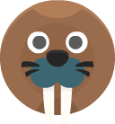 Walrus